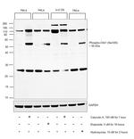 Phospho-CHK1 (Ser345) Polyclonal Antibody