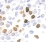 Phospho-Histone H3 (Ser10) Antibody in Immunohistochemistry (Paraffin) (IHC (P))