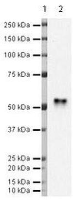 PTP1B Antibody in Western Blot (WB)