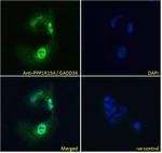 GADD34 Polyclonal Antibody
