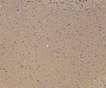 SORL1 Antibody in Immunohistochemistry (Paraffin) (IHC (P))