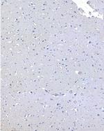 SORL1 Antibody in Immunohistochemistry (Paraffin) (IHC (P))