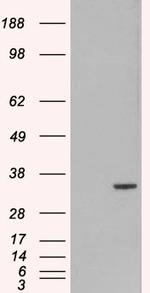 ORC6 Polyclonal Antibody