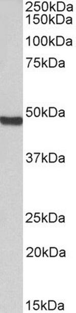 ORC4 Polyclonal Antibody