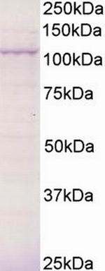 BCAR3 Polyclonal Antibody