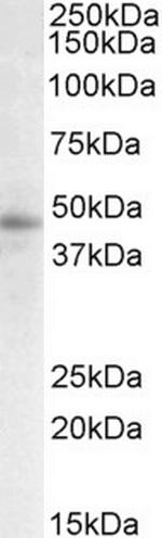 STAP2 Antibody in Western Blot (WB)