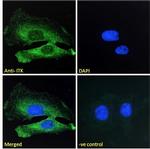 ITK Antibody in Immunocytochemistry (ICC/IF)