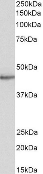 STAP2 Antibody in Western Blot (WB)