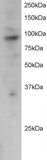 PRAM1 Polyclonal Antibody