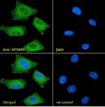 Mtmr9 Antibody in Immunocytochemistry (ICC/IF)