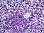 DOK3 Antibody in Immunohistochemistry (Paraffin) (IHC (P))