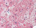 PPP2R5A Antibody in Immunohistochemistry (Paraffin) (IHC (P))
