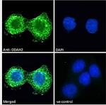DDAH2 Polyclonal Antibody