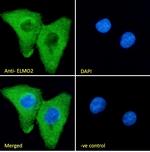 ELMO2 Antibody in Immunocytochemistry (ICC/IF)