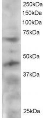 TRF1 Polyclonal Antibody