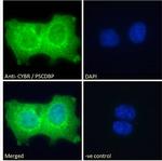 CYTIP Antibody in Immunocytochemistry (ICC/IF)