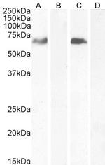 MARK4 Polyclonal Antibody