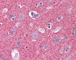 Septin 3 Antibody in Immunohistochemistry (Paraffin) (IHC (P))