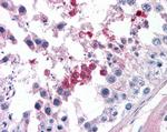 Septin 3 Antibody in Immunohistochemistry (Paraffin) (IHC (P))