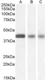 Septin 3 Antibody in Western Blot (WB)