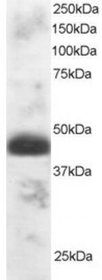 TFEC Polyclonal Antibody