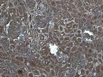 Flotillin 1 Polyclonal Antibody