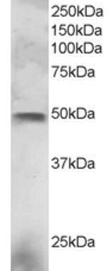 ELF3 Polyclonal Antibody