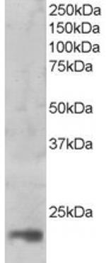 MAGOH Polyclonal Antibody