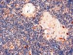 AIRE Antibody in Immunohistochemistry (Paraffin) (IHC (P))