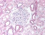 PAX8 Antibody in Immunohistochemistry (Paraffin) (IHC (P))