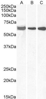 ELF1 Antibody in Western Blot (WB)