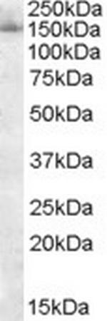 SF3B3 Polyclonal Antibody