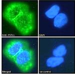 FSTL1 Polyclonal Antibody