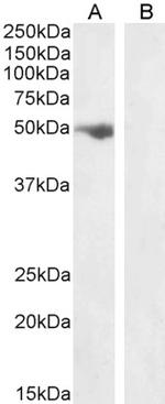 FSTL1 Antibody in Western Blot (WB)