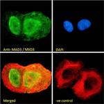 MAD3 Polyclonal Antibody