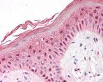PUF60 Antibody in Immunohistochemistry (Paraffin) (IHC (P))