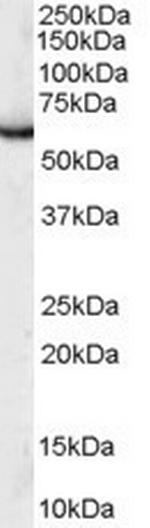 PUF60 Antibody in Western Blot (WB)