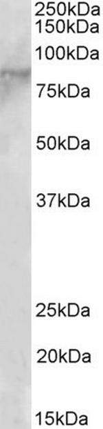 EZH1 Polyclonal Antibody