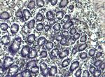 NLRP3 Antibody in Immunohistochemistry (Paraffin) (IHC (P))