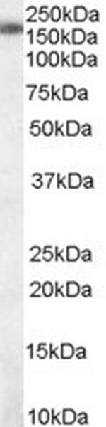SART3 Polyclonal Antibody