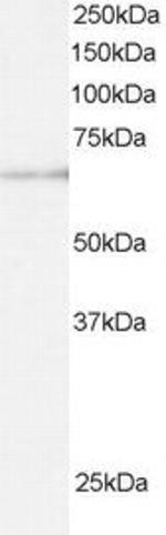 ARIH1 Antibody in Western Blot (WB)