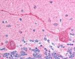 CHFR Antibody in Immunohistochemistry (Paraffin) (IHC (P))