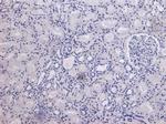 MID2 Antibody in Immunohistochemistry (Paraffin) (IHC (P))