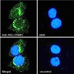 PSMF1 Polyclonal Antibody