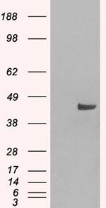SNX16 Antibody in Western Blot (WB)
