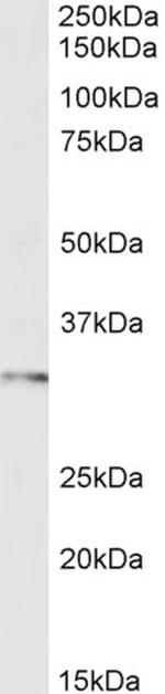 FOXI1 Polyclonal Antibody