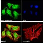 ILF1 Antibody in Immunocytochemistry (ICC/IF)