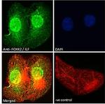 ILF1 Polyclonal Antibody