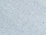 FBXL2 Antibody in Immunohistochemistry (Paraffin) (IHC (P))