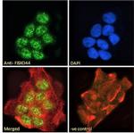 FBXO44 Antibody in Immunocytochemistry (ICC/IF)